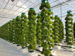 Hydroponic garden