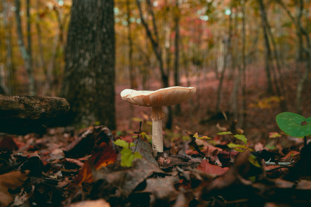 magical mushrooms near me