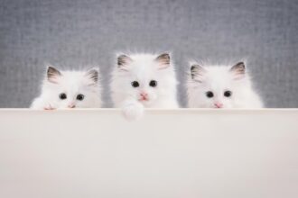 British Shorthair kittens