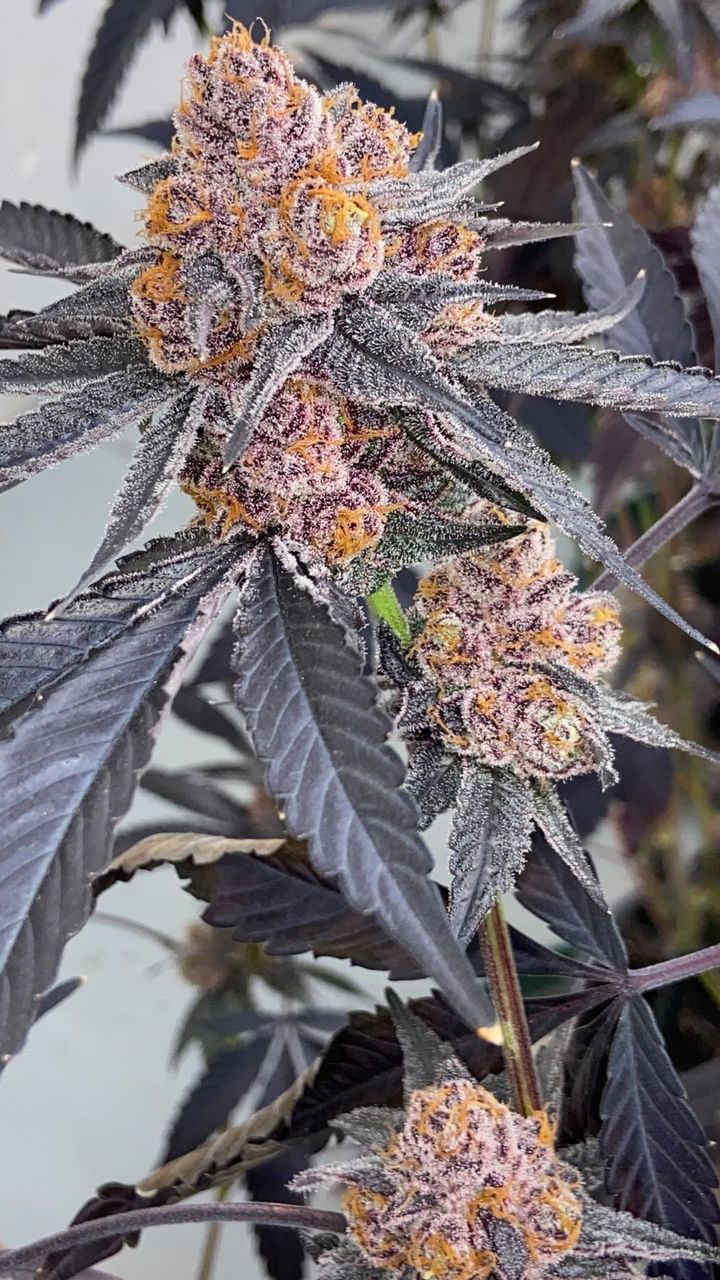 exotic cannabis clones