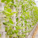 Hydroponic garden