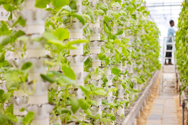 Hydroponic garden