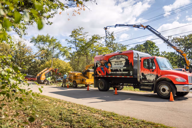 tree removal services