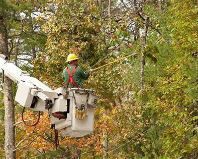 Arborist