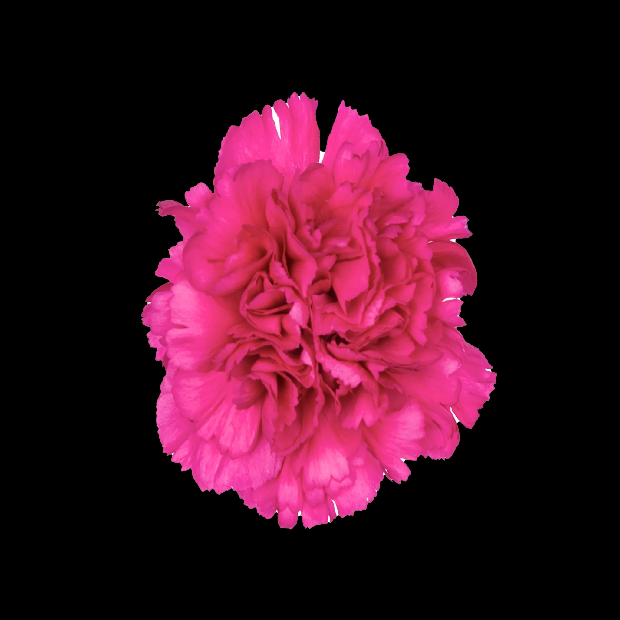wholesale carnations