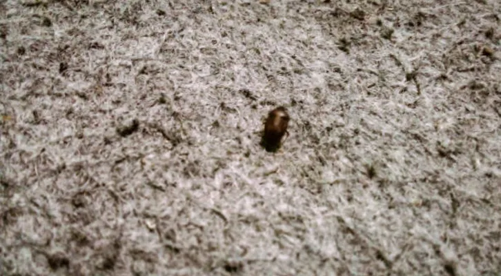 carpet beetle treatment
