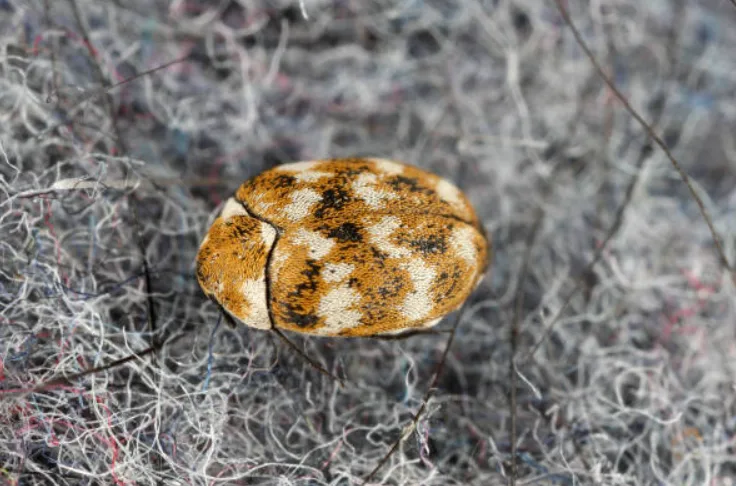 carpet beetle treatment